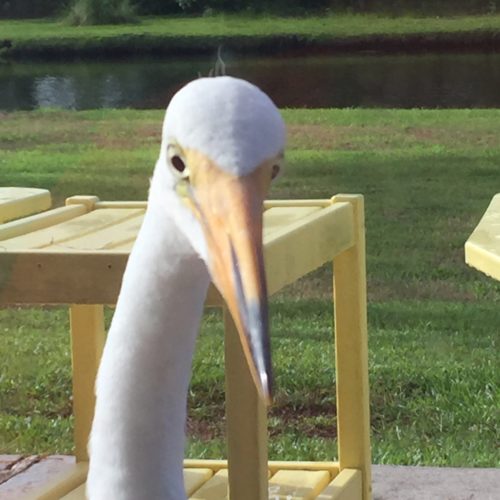 Rk Visitor