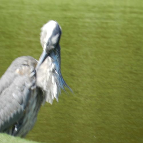 Tk Bird